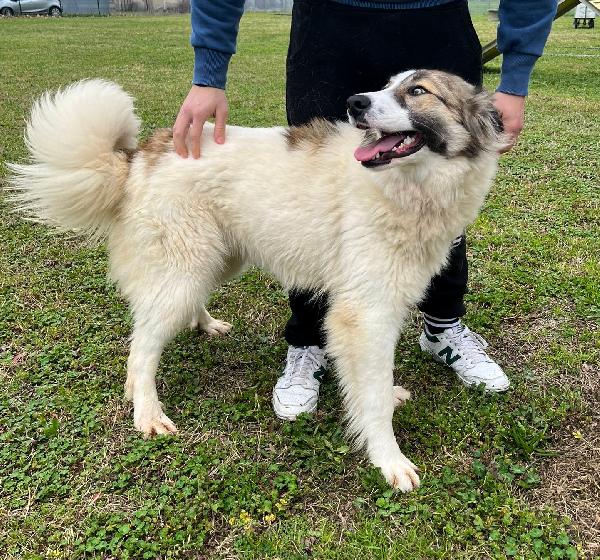 CHICCA SPLENDIDA CAGNOLONA Foto 6